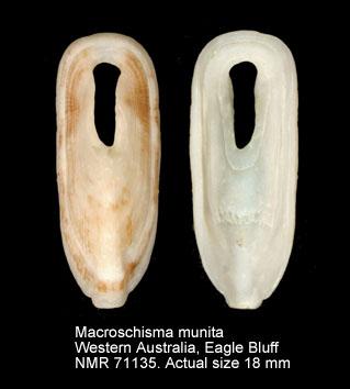 Macroschisma munitum.jpg - Macroschisma munitum(Iredale,1940)